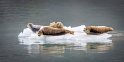 167 Glacier Bay NP, zeehonden